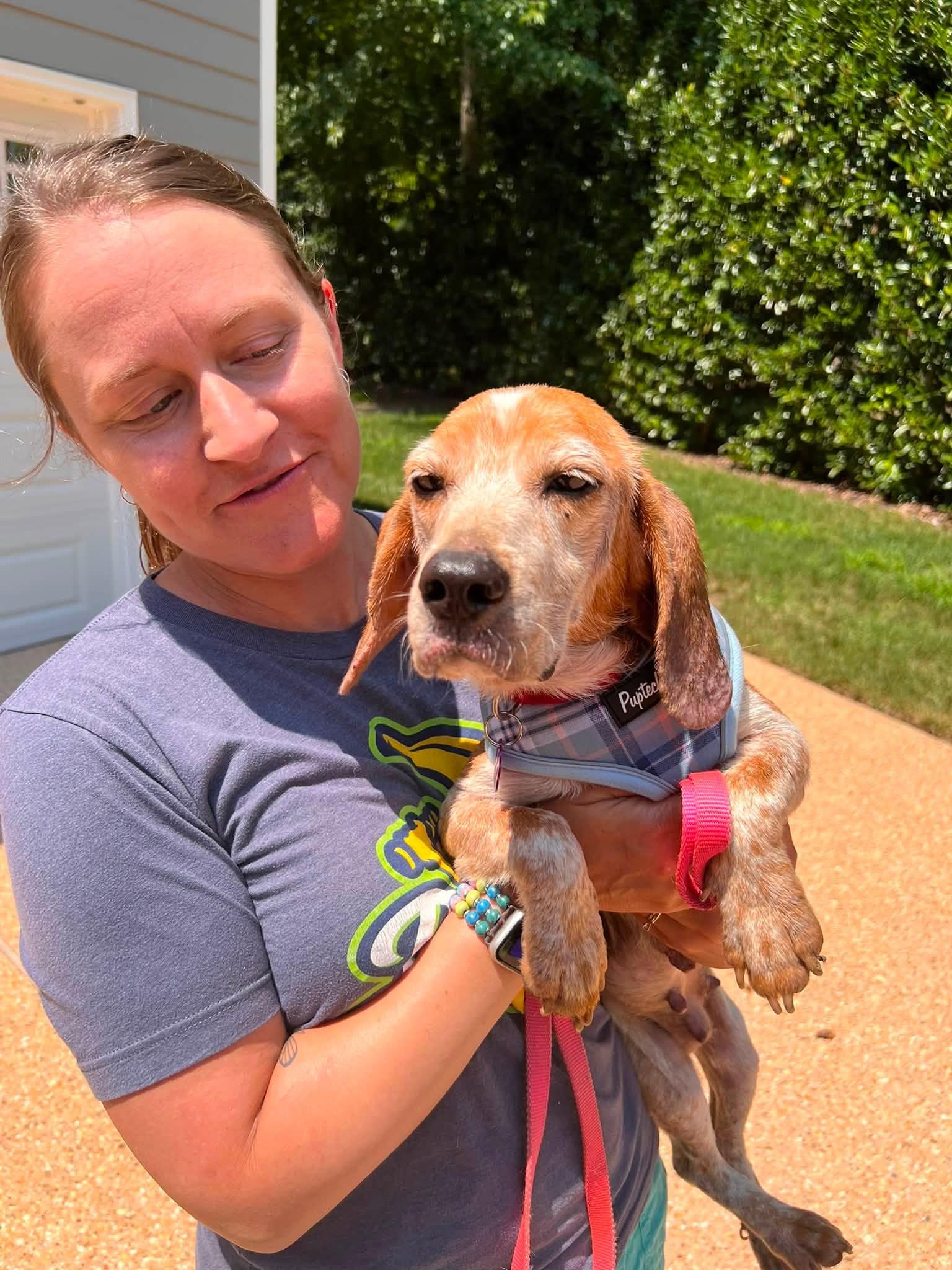 Enlarge Zoey, a ADOPTABLE Beagle in Williamsburg, VA image 3/6