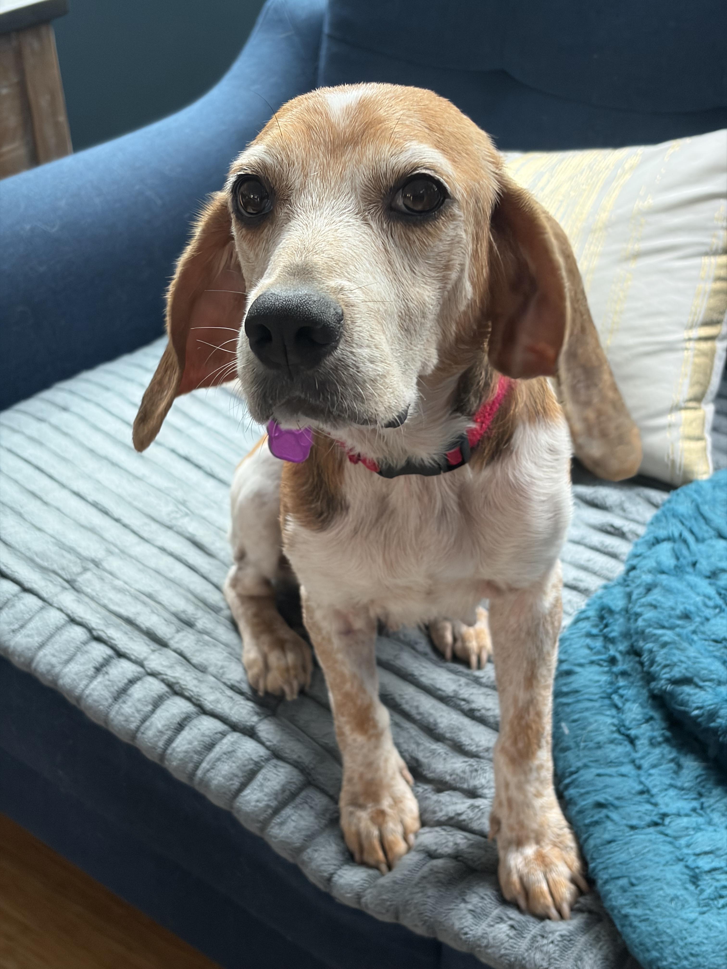 Enlarge Zoey, a ADOPTABLE Beagle in Williamsburg, VA image 2/6