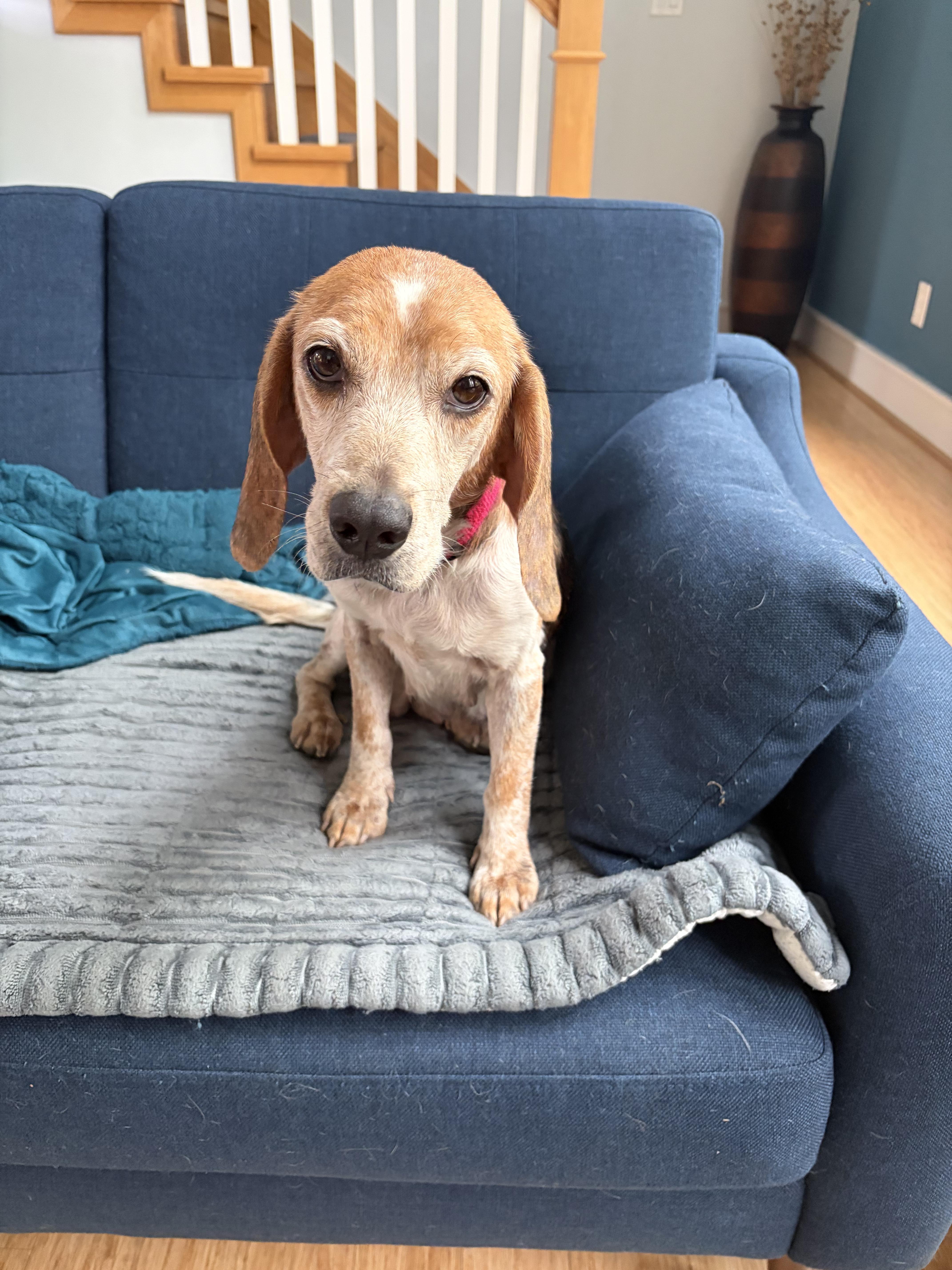 Zoey, ADOPTABLE, Adult Female Beagle.