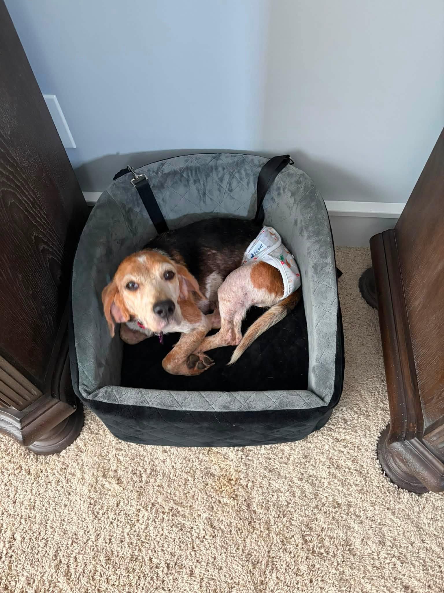 Enlarge Zoey, a ADOPTABLE Beagle in Williamsburg, VA image 4/6