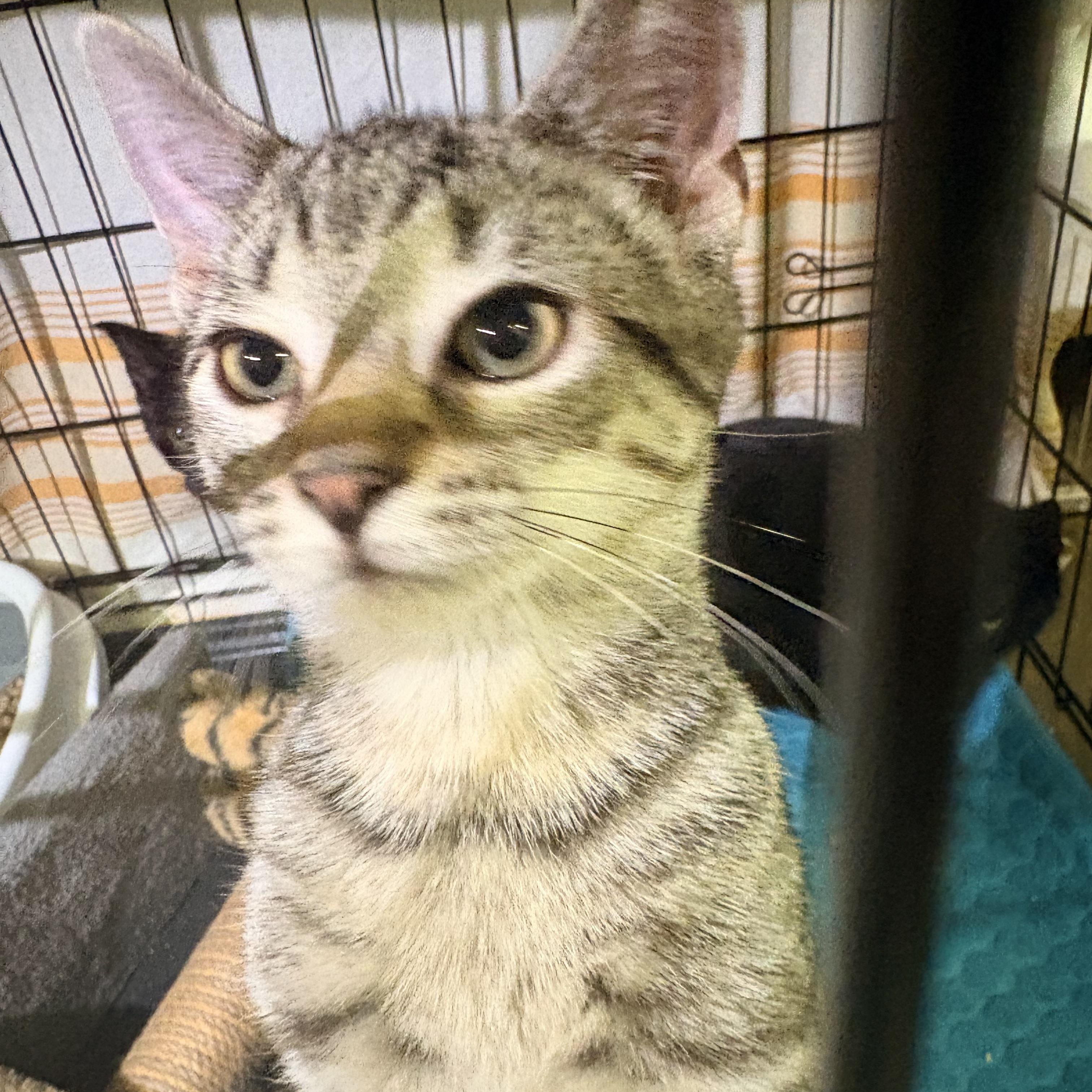 Enlarge Wee Man, a Adoptable Domestic Short Hair in Fredericton, NB image 5/5