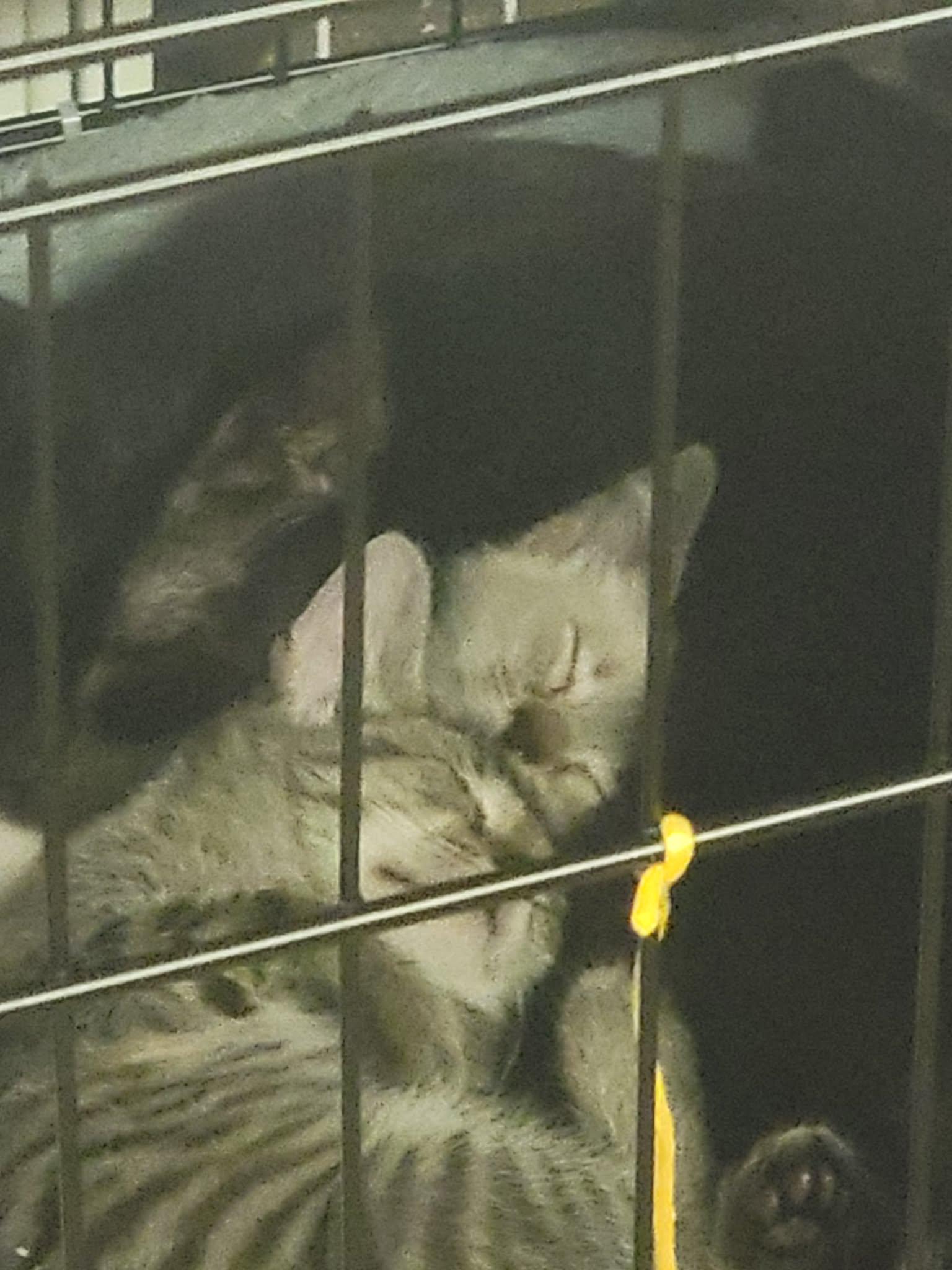 Enlarge Wee Man, a Adoptable Domestic Short Hair in Fredericton, NB image 4/5