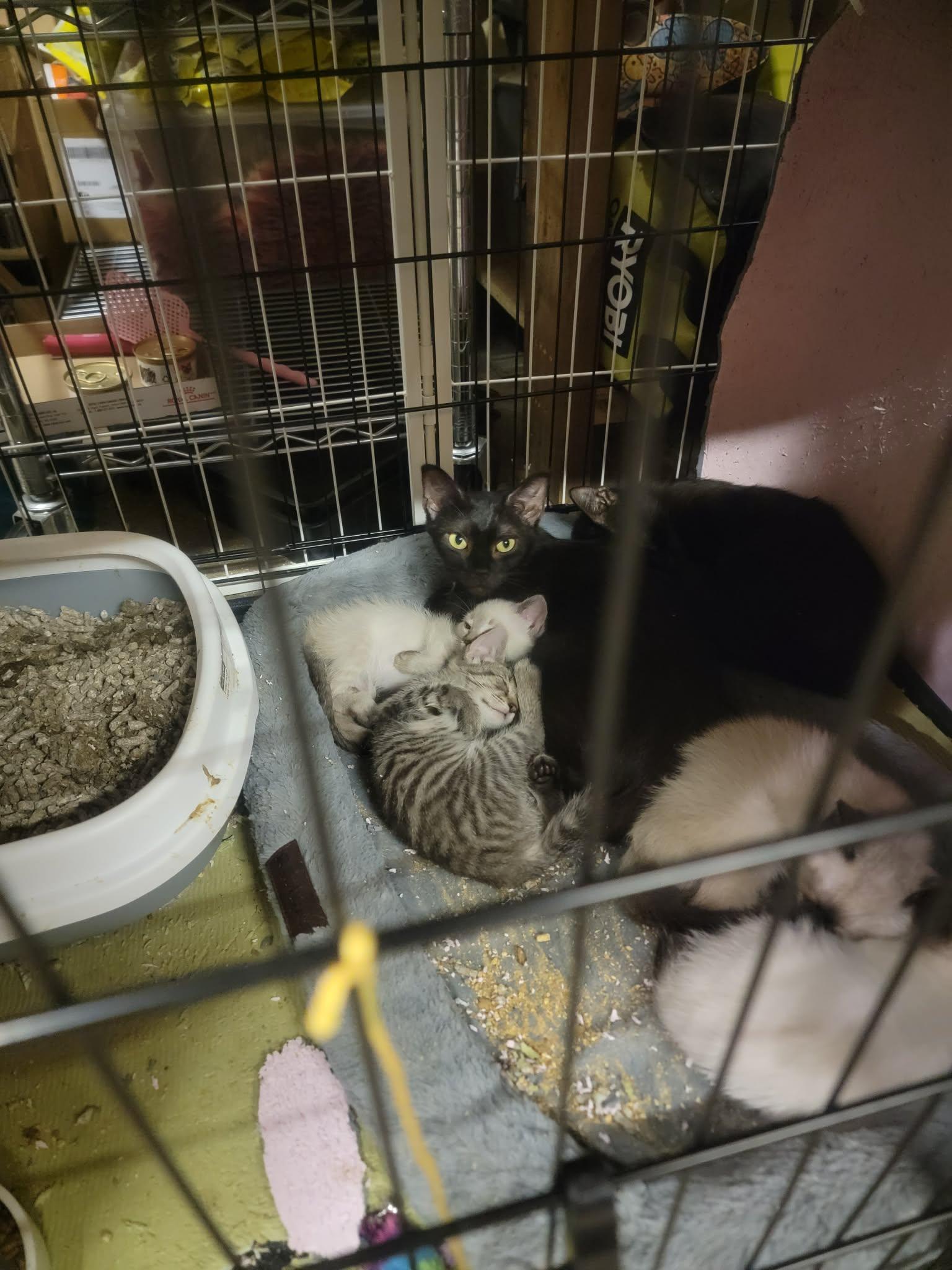 Enlarge Wee Man, a Adoptable Domestic Short Hair in Fredericton, NB image 3/5