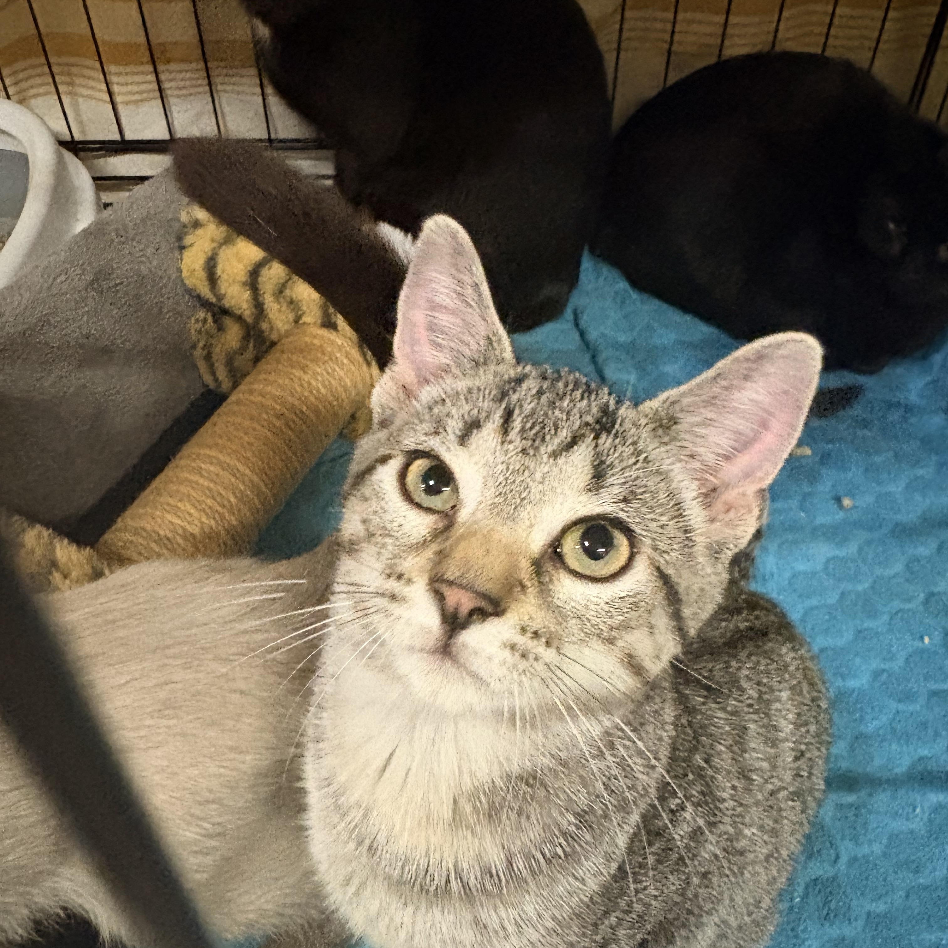 Wee Man, Adoptable, Young Male Domestic Short Hair.