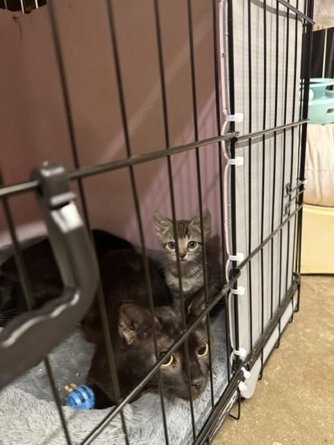 Enlarge Wee Man, a Adoptable Domestic Short Hair in Fredericton, NB image 2/5