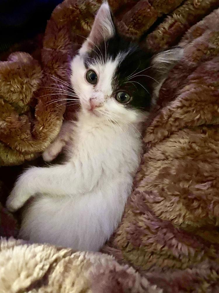 Juniper, Adoptable, Kitten Male Domestic Short Hair.