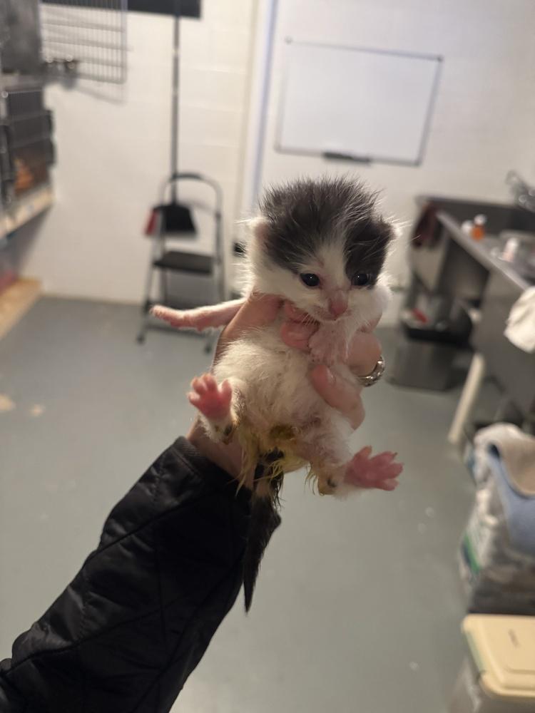 Enlarge Juniper, a Adoptable mixed breed in Emerald Isle, NC image 2/2