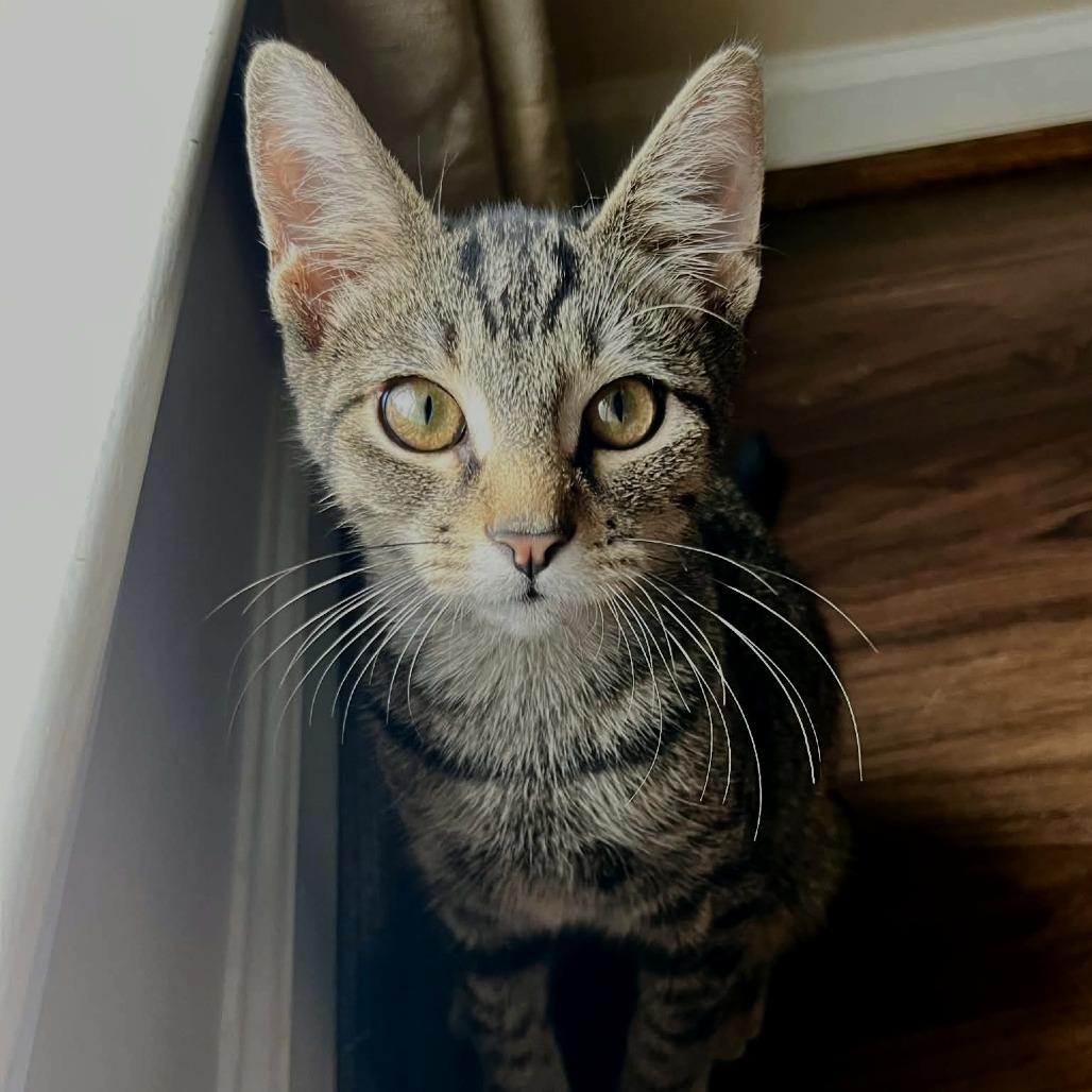 Scout, ADOPTABLE, Kitten Male Domestic Short Hair.
