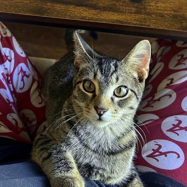 Enlarge Scout - good with dogs, a Adoptable mixed breed in Helena, AL image 2/5