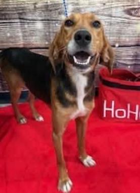 Enlarge Roscoe, a Adoptable mixed breed in Washington, DC image 2/2