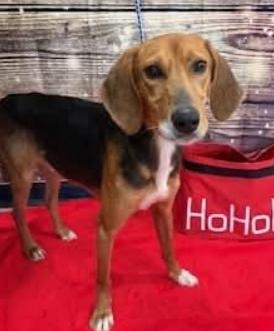 Enlarge Roscoe, a Adoptable mixed breed in Washington, DC image 1/2