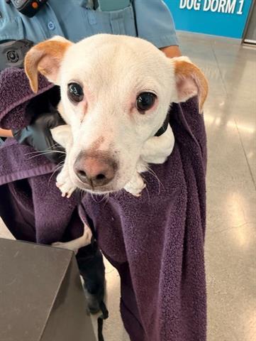 COCOPUFF, Adoptable, Young Male Rat Terrier & Chihuahua.