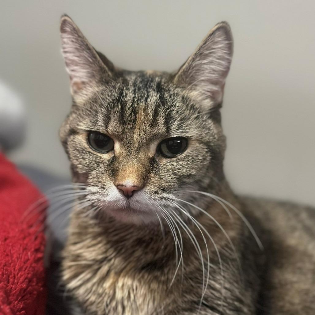 Sammy, Adoptable, Senior Female Domestic Short Hair.
