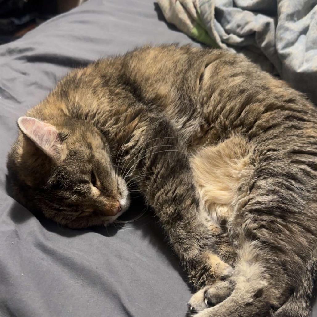 Sammy, Adoptable, Senior Female Domestic Short Hair.