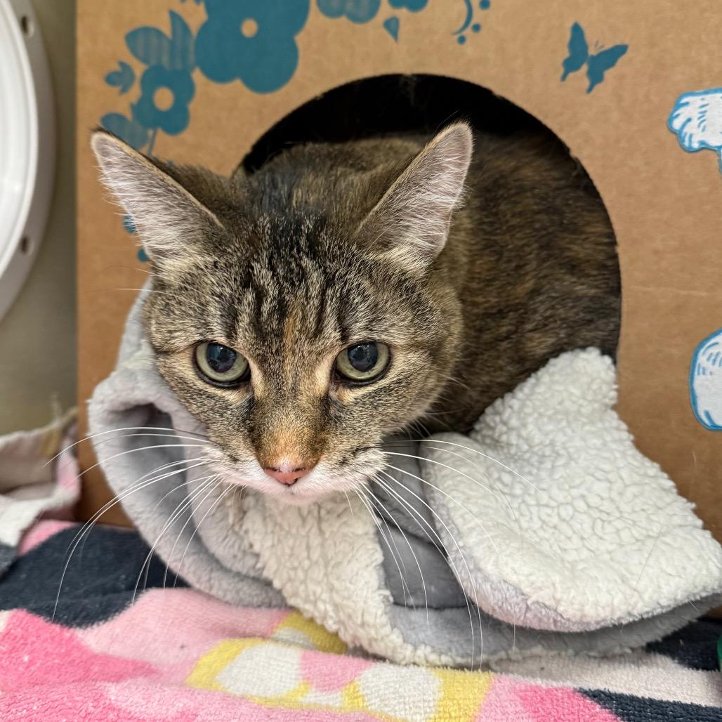 Sammy, a Adoptable Domestic Short Hair in West Olive, MI image 2/6