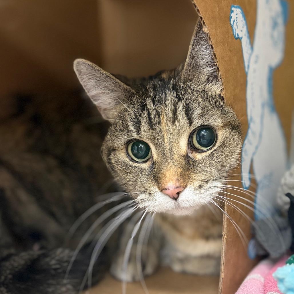 Sammy, a Adoptable Domestic Short Hair in West Olive, MI image 3/6