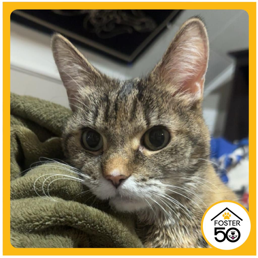 Sammy, a Adoptable Domestic Short Hair in West Olive, MI image 4/6