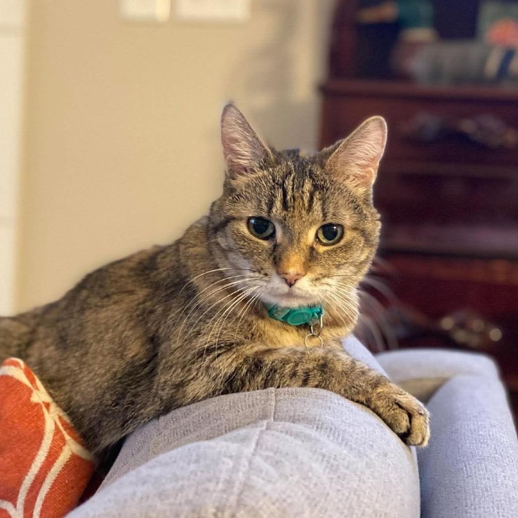 Enlarge Sammy, a Adoptable Domestic Short Hair in West Olive, MI image 5/6