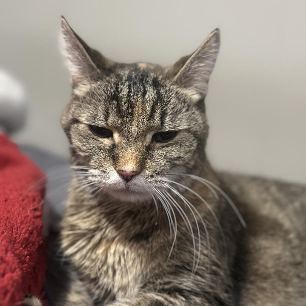 Sammy, a Adoptable Domestic Short Hair in West Olive, MI image 5/6