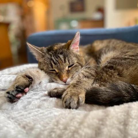 Enlarge Sammy, a Adoptable Domestic Short Hair in West Olive, MI image 5/6