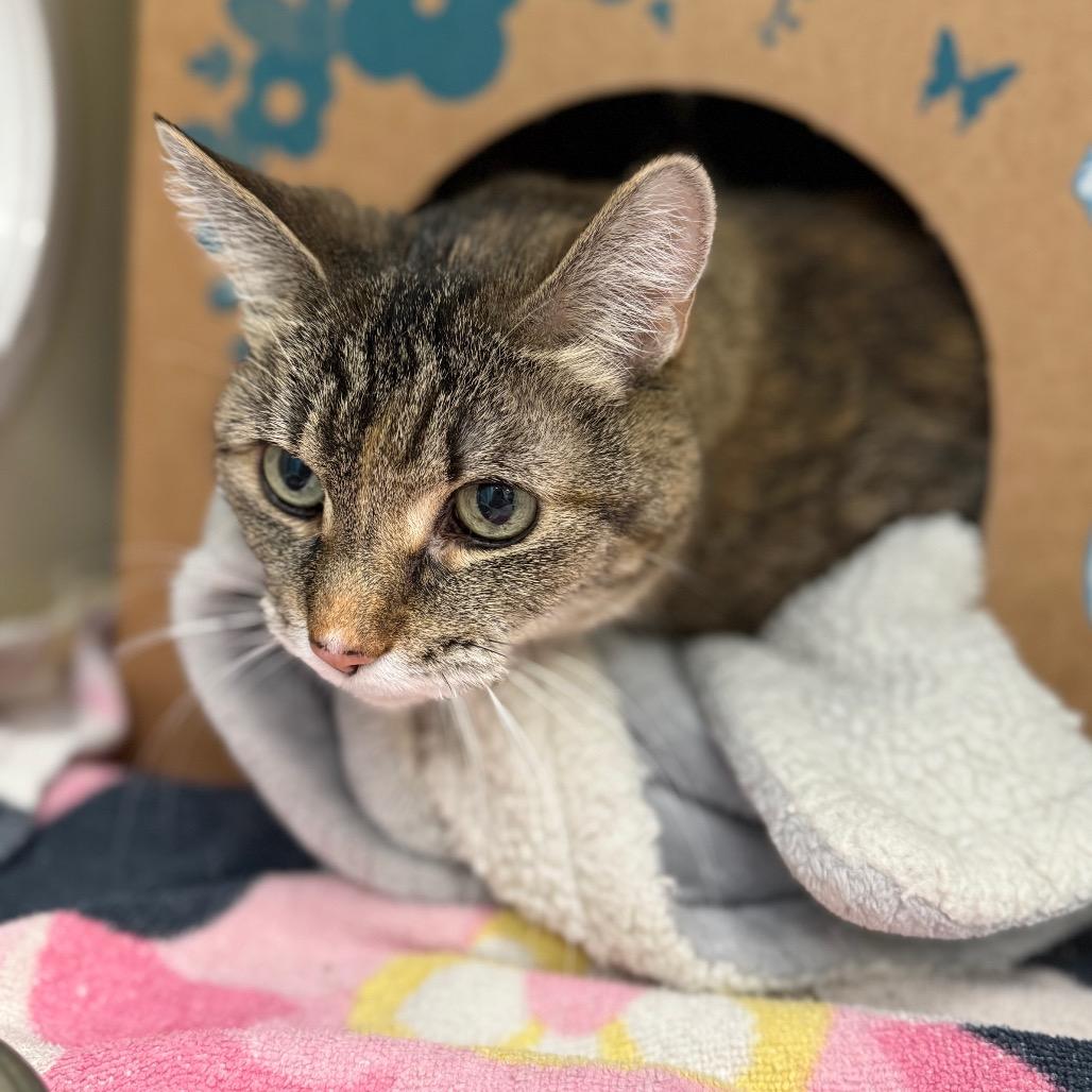 Sammy, a Adoptable Domestic Short Hair in West Olive, MI image 6/6