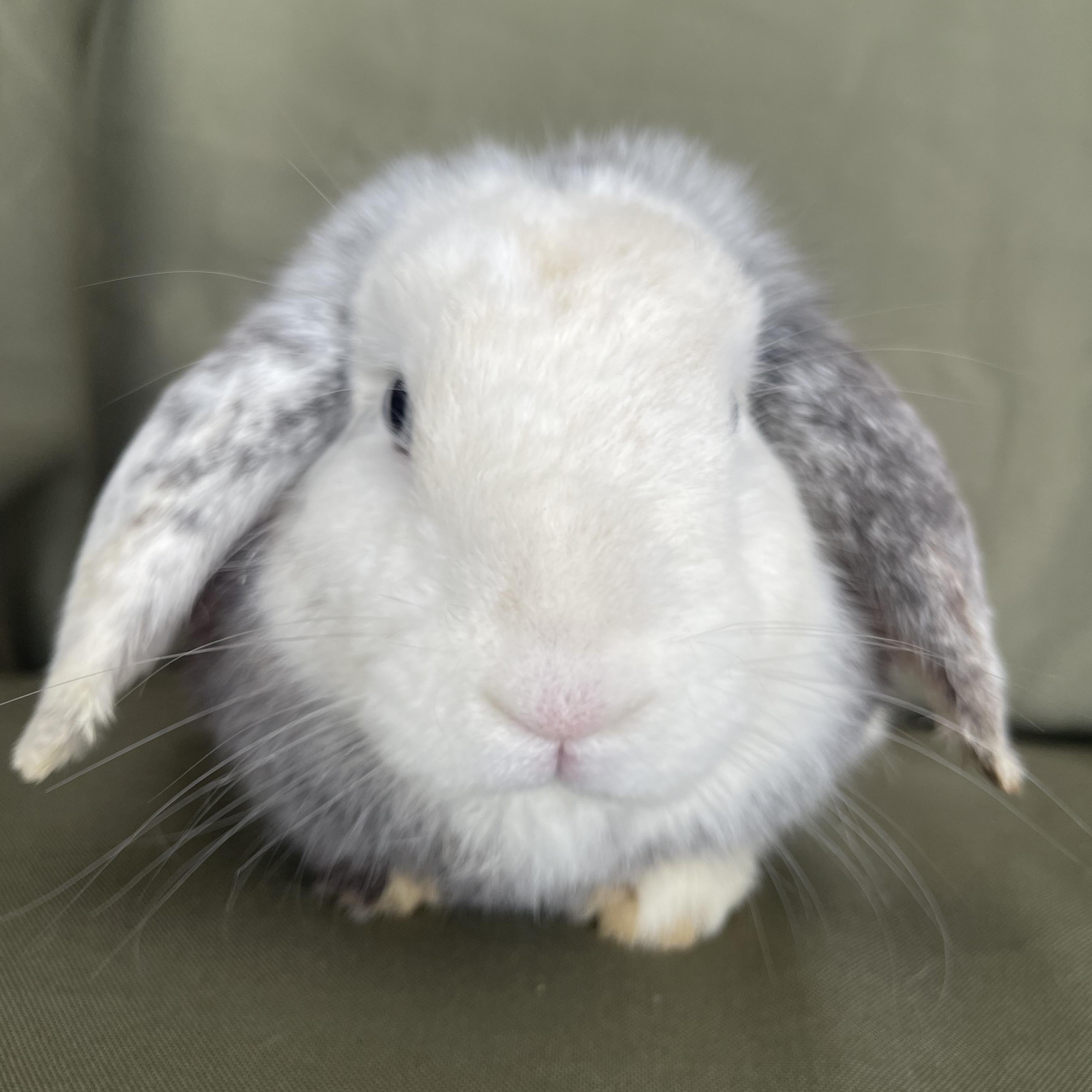 Ellie, Young Female unknown