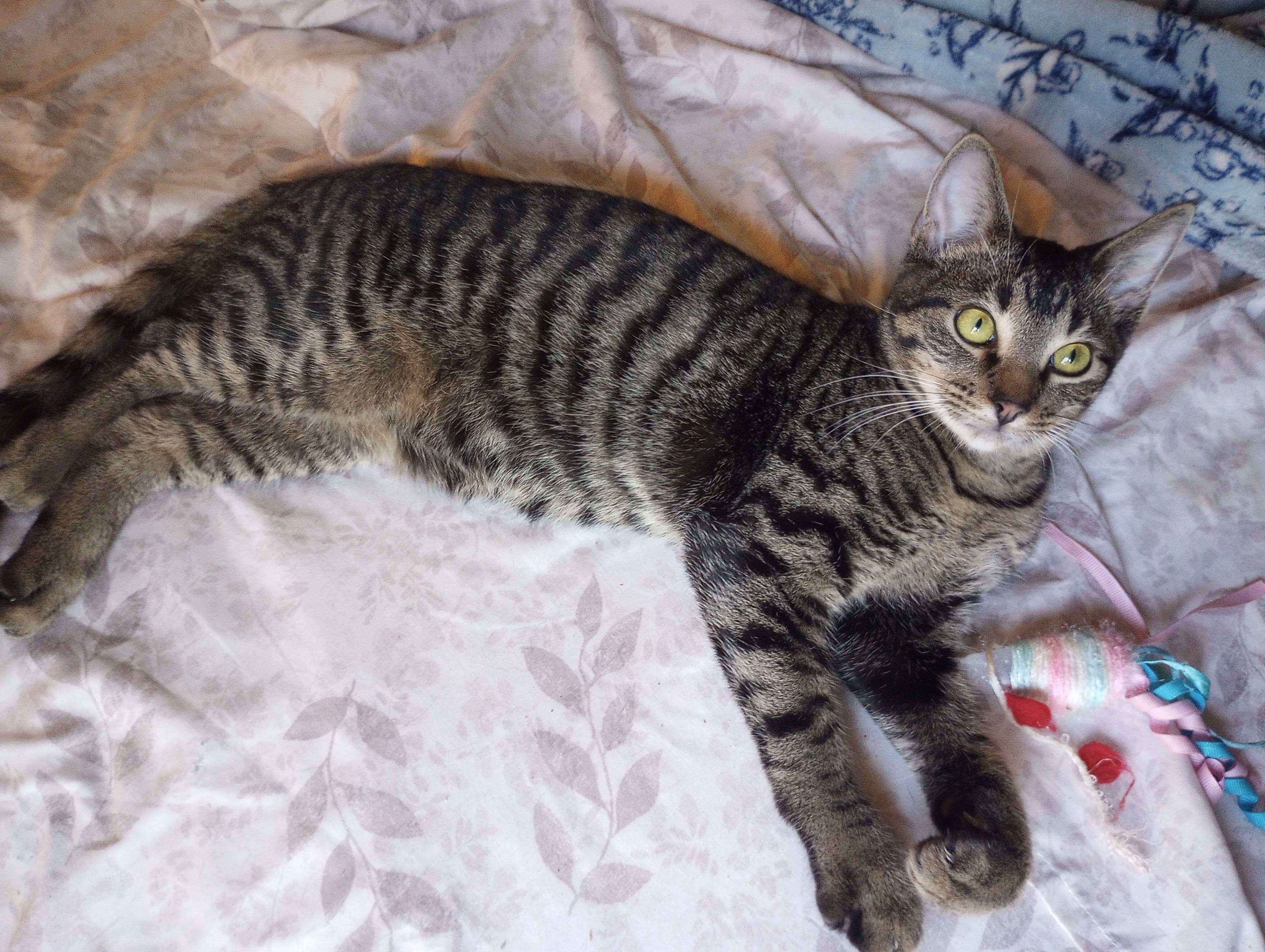 Bertie, a Adoptable Domestic Short Hair in Flowood, MS image 3/4