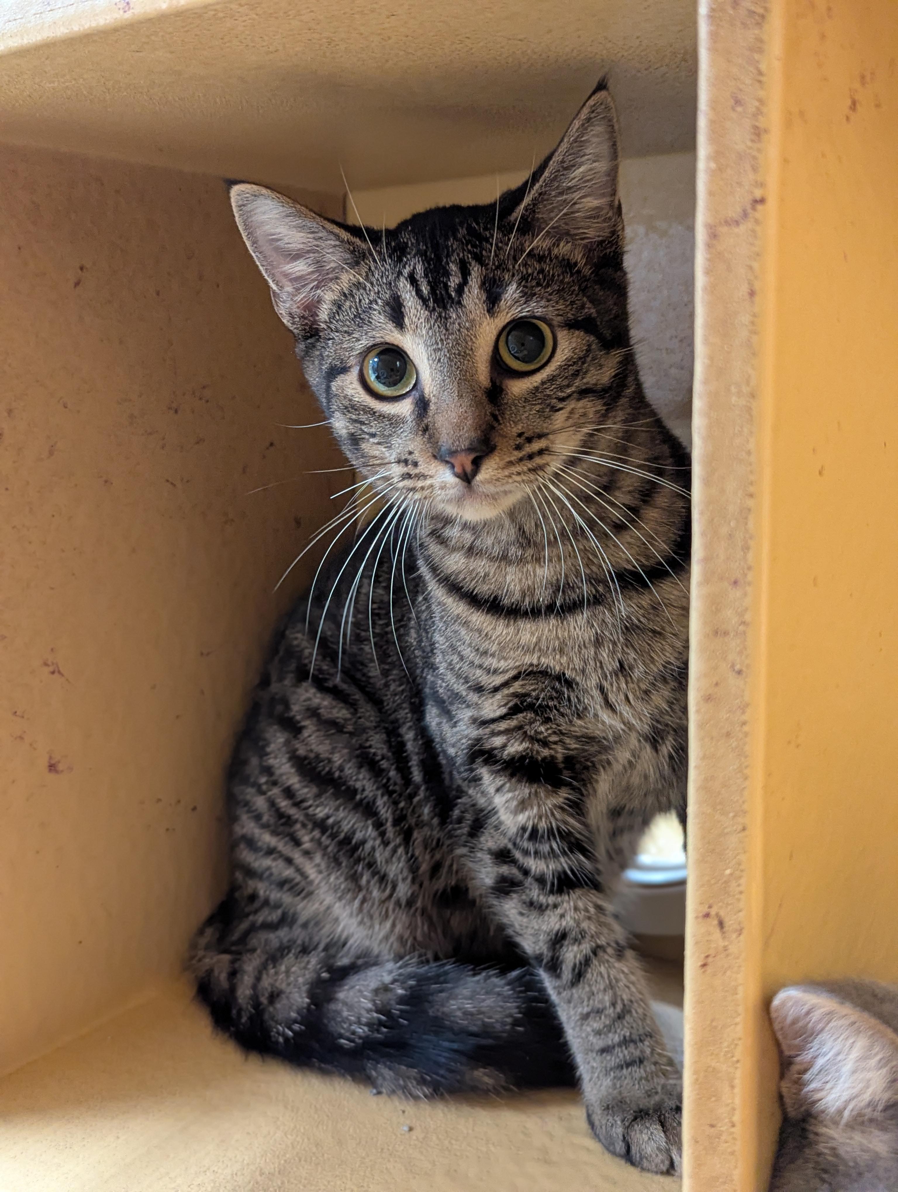 Bertie, a Adoptable Domestic Short Hair in Flowood, MS image 2/4