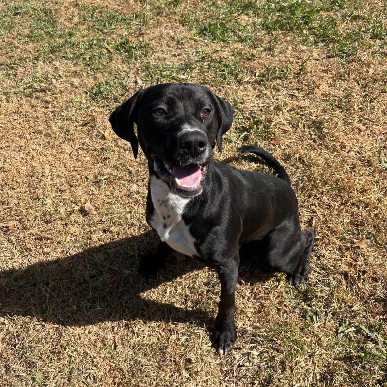 Enlarge Roz, a ADOPTABLE mixed breed in Orlando, FL image 3/4