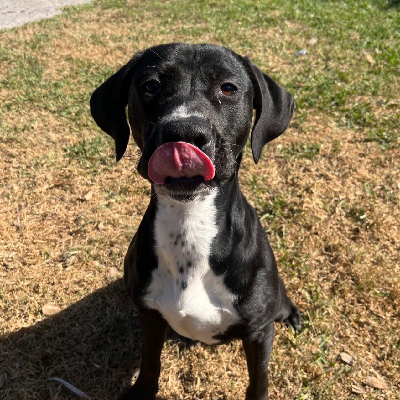 Enlarge Roz, a ADOPTABLE mixed breed in Orlando, FL image 4/4