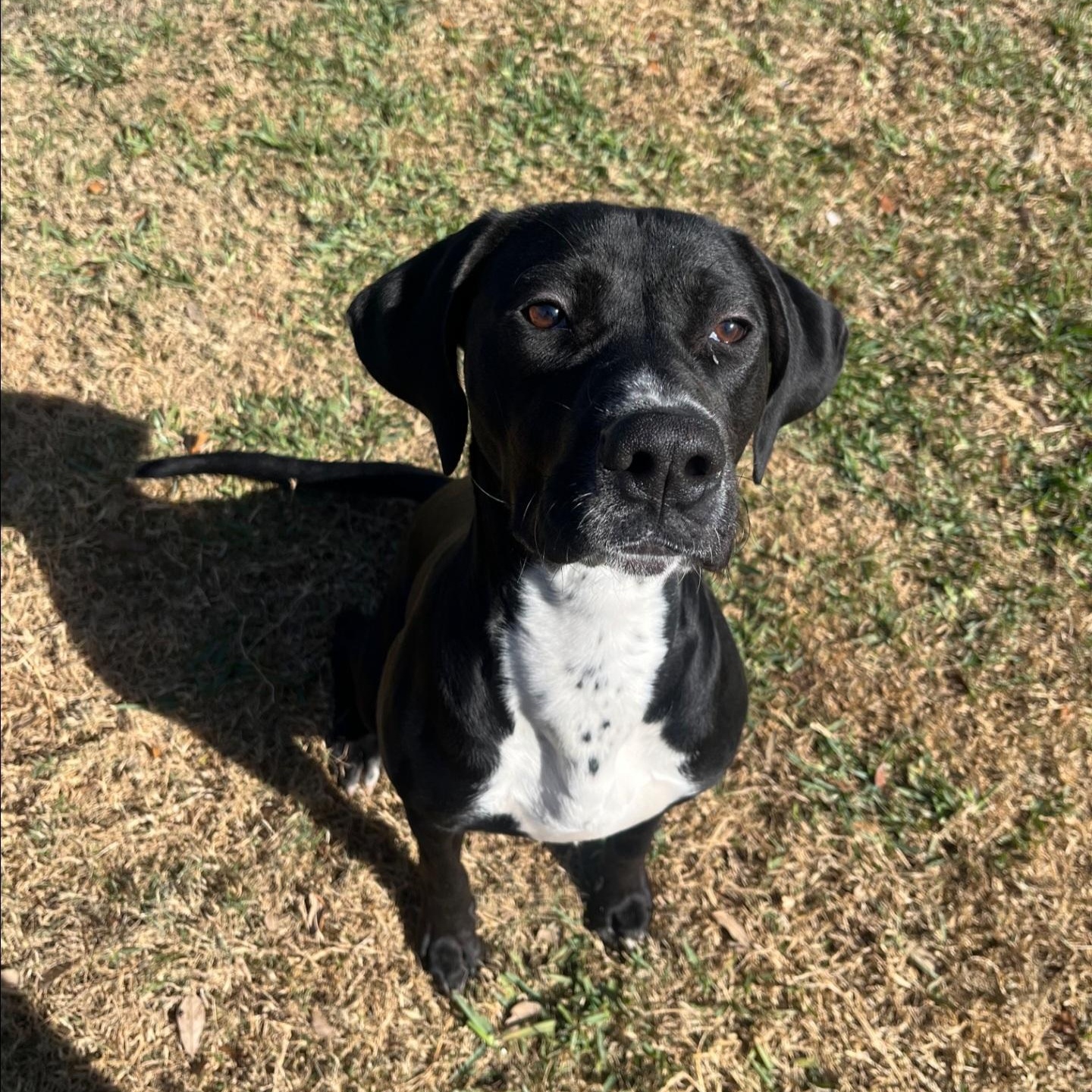 Enlarge Roz, a ADOPTABLE mixed breed in Orlando, FL image 2/4