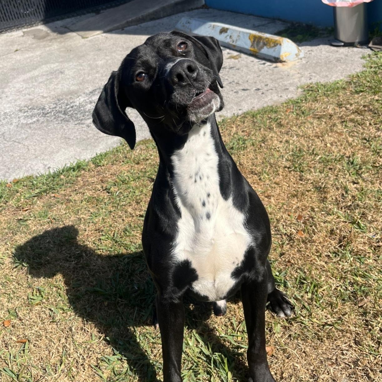 Roz, ADOPTABLE, Young Male Great Dane & Hound.