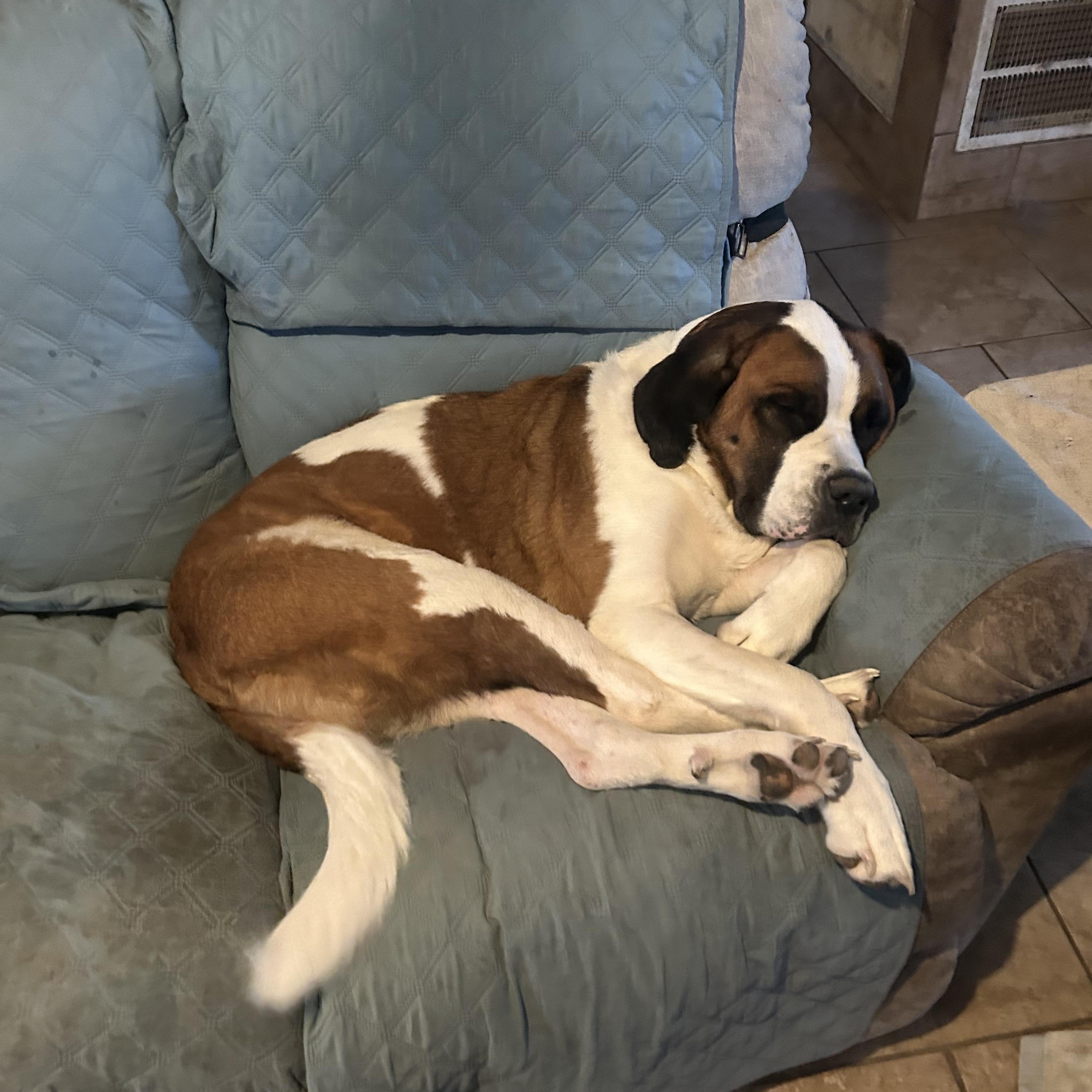 Enlarge Angel, a Adopted Saint Bernard in Magnolia, TX image 2/4