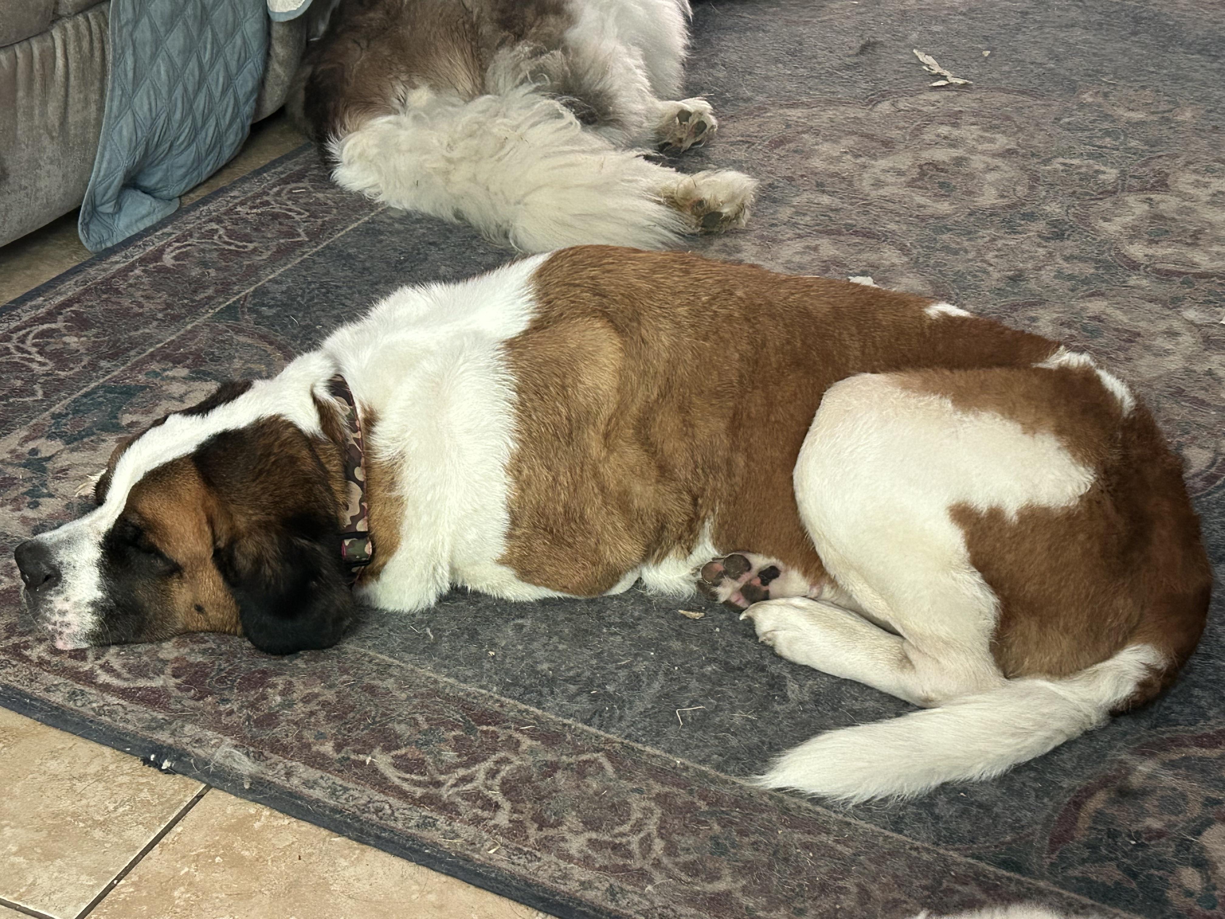 Enlarge Angel, a Adopted Saint Bernard in Magnolia, TX image 3/4