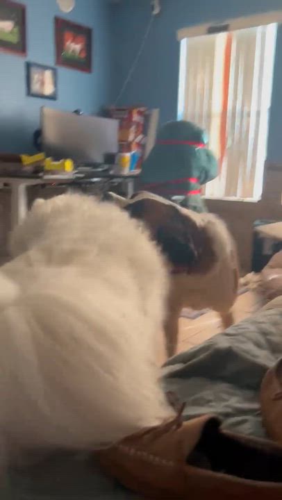 Enlarge Angel, a Adopted Saint Bernard in Magnolia, TX video 4/4