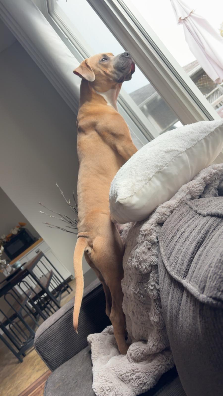 Enlarge Havok, a Adoptable American Bully in Oakville, ON image 2/6