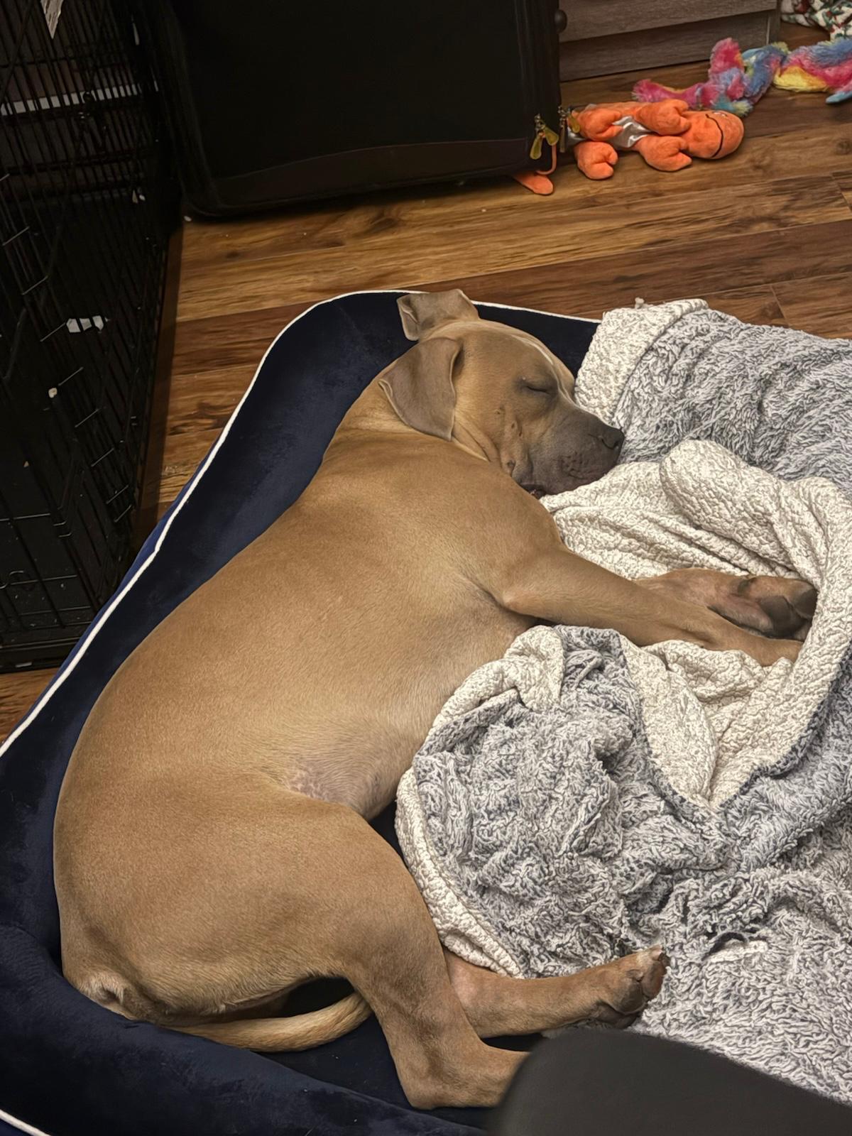 Enlarge Havok, a Adoptable American Bully in Oakville, ON image 3/6