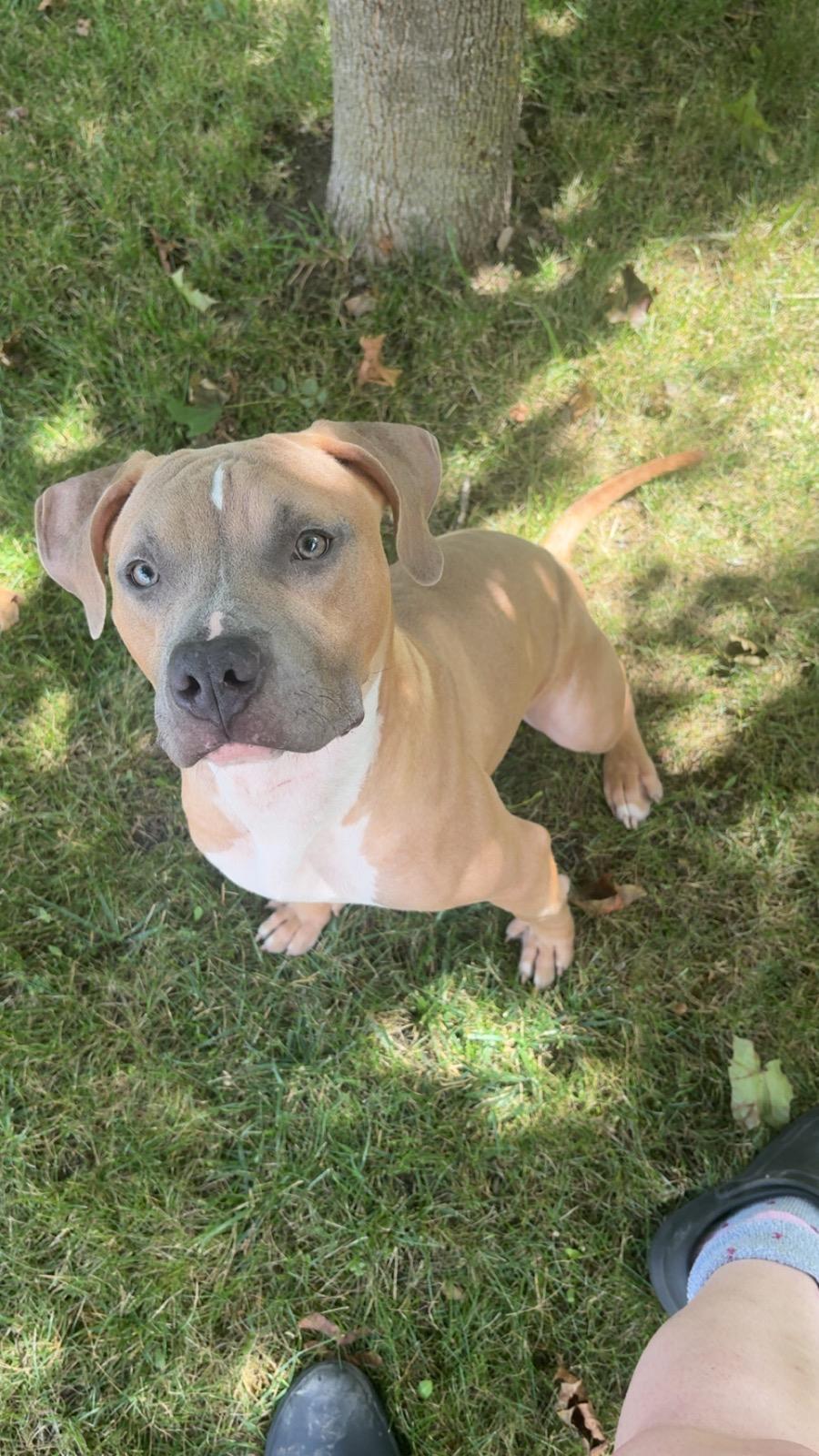 Enlarge Havok, a Adoptable American Bully in Oakville, ON image 1/6