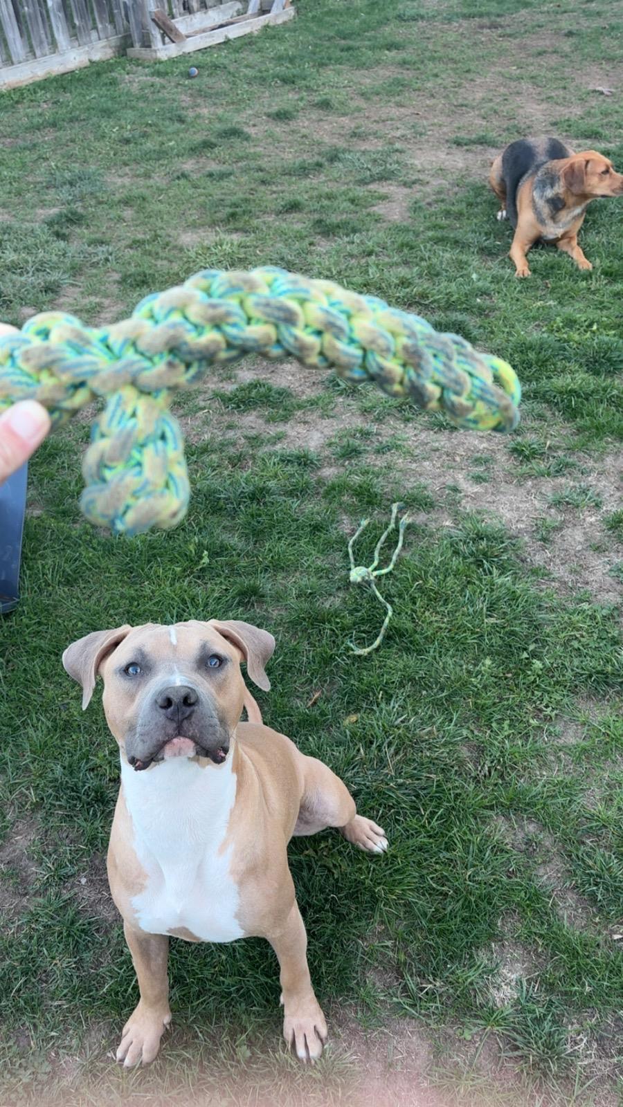 Enlarge Havok, a Adoptable American Bully in Oakville, ON image 4/6