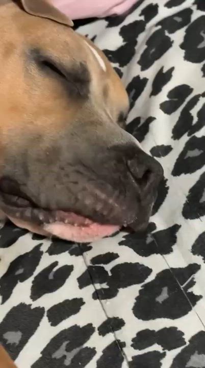 Enlarge Havok, a Adoptable American Bully in Oakville, ON video 5/6