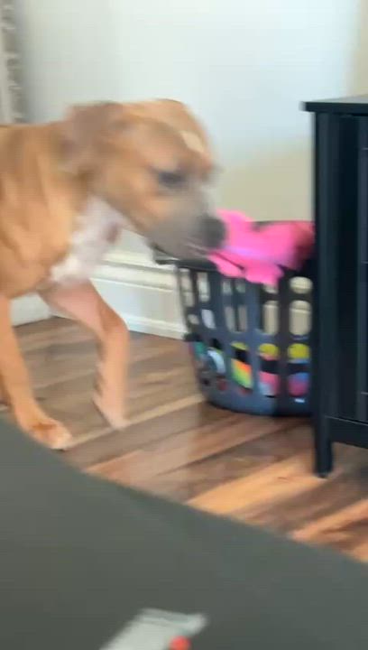 Enlarge Havok, a Adoptable American Bully in Oakville, ON video 6/6