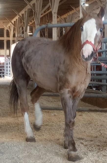 Martie, Adult Female unknown