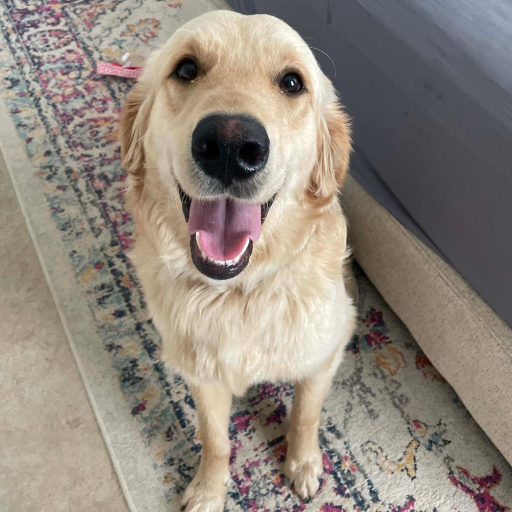 Teddy (Benefactor Dog)