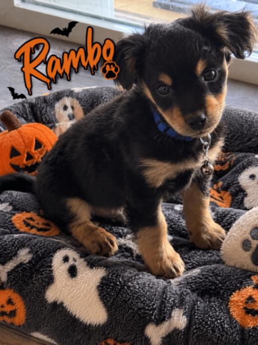 Rambo, Adopted, Young Male Poodle & Mixed Breed.