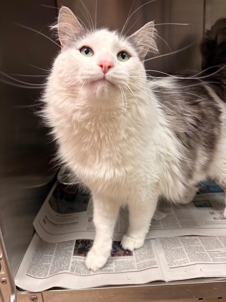 Enlarge Yeti, a Adoptable mixed breed in Detroit, MI image 2/2