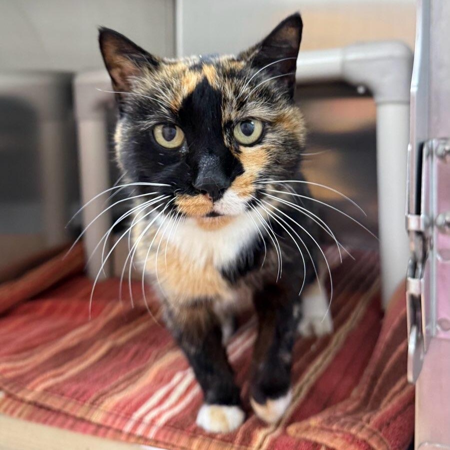 Peaches, ADOPTABLE, Adult Female Domestic Short Hair.