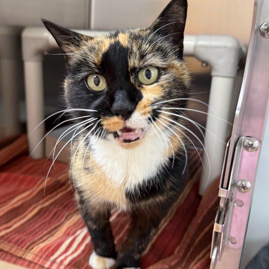 Enlarge Peaches, a ADOPTABLE Domestic Short Hair in St. Augustine, FL image 2/2