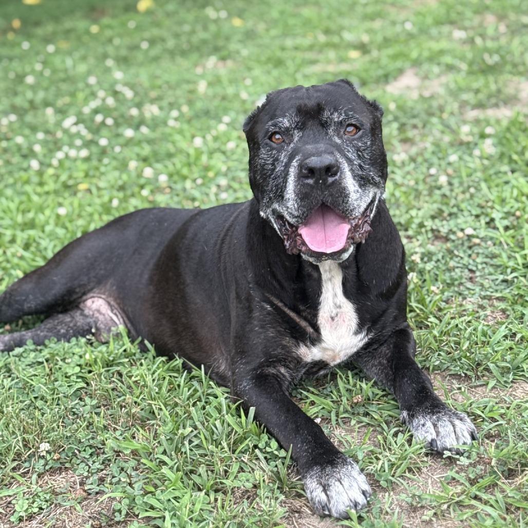 Rowdy, Adoptable, Senior Male Mastiff & Pit Bull Terrier.