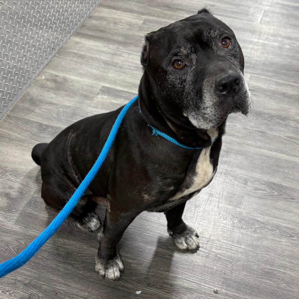 Enlarge Rowdy, a Adoptable mixed breed in Ridgely, MD image 2/6