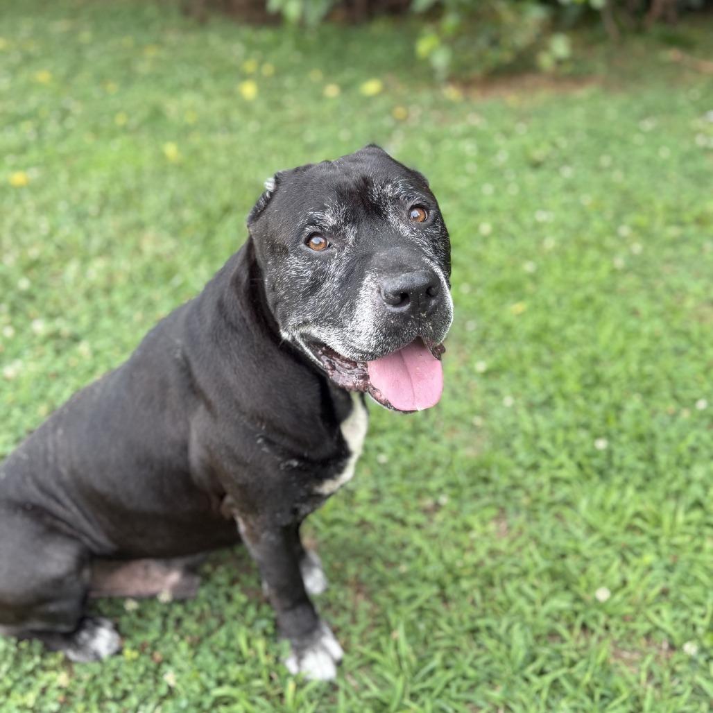 Enlarge Rowdy, a Adoptable mixed breed in Ridgely, MD image 3/6